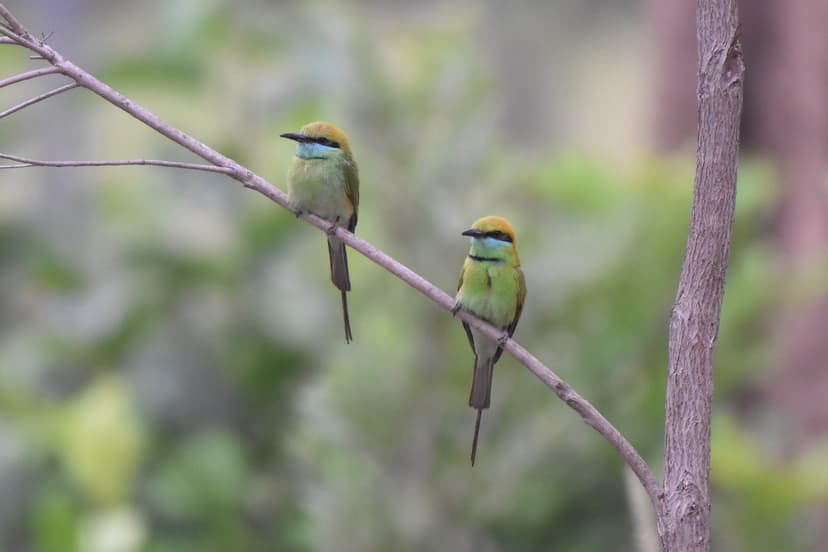 Green Bee-eaters perched on a slender branch